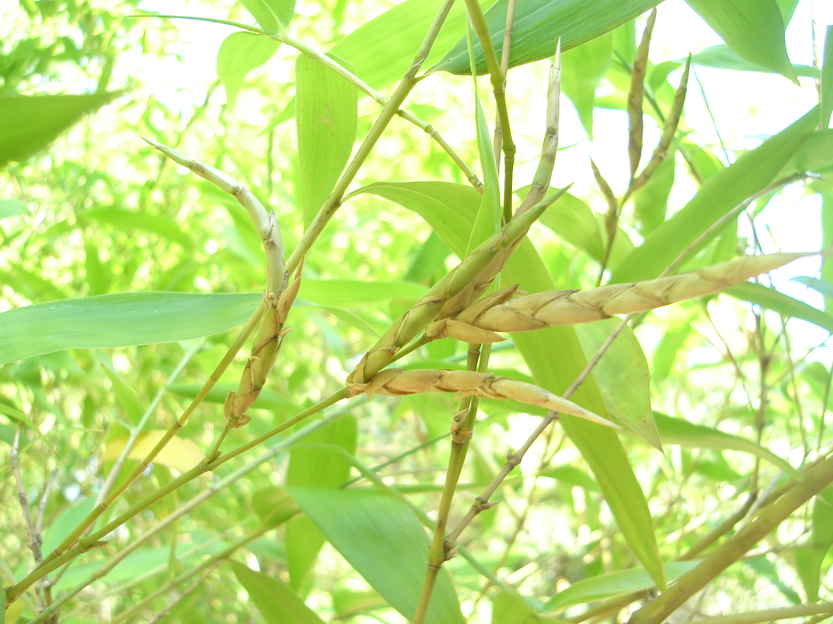 imagem sementes de bambu guadua angustifolia