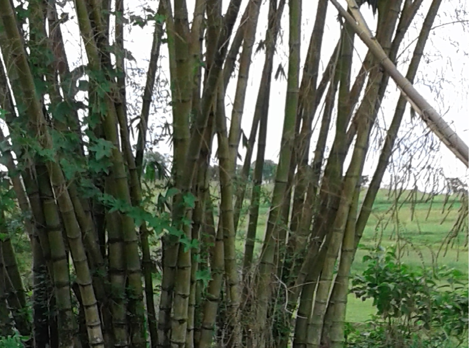 imagem sementes de bambu gigante