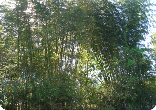 imagem sementes de bambu guadua chacoensis